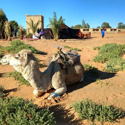 Moroccan Escapade Morocco Camel