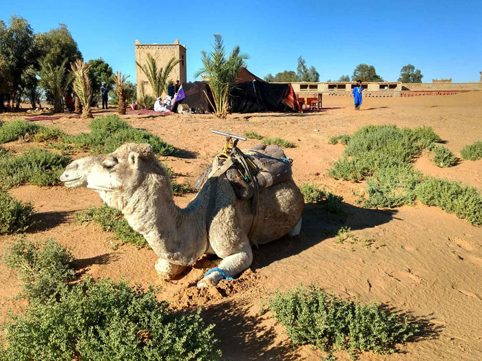 Moroccan Escapade Morocco Camel