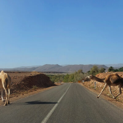 Moroccan Escapade camels on road
