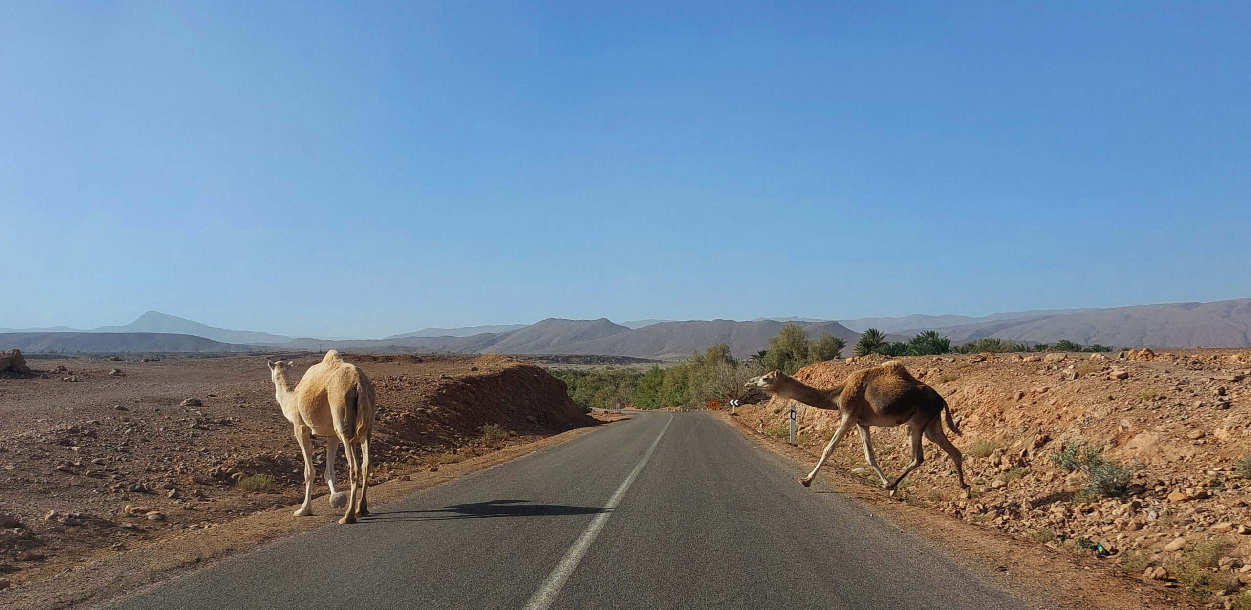 Moroccan Escapade camels on road